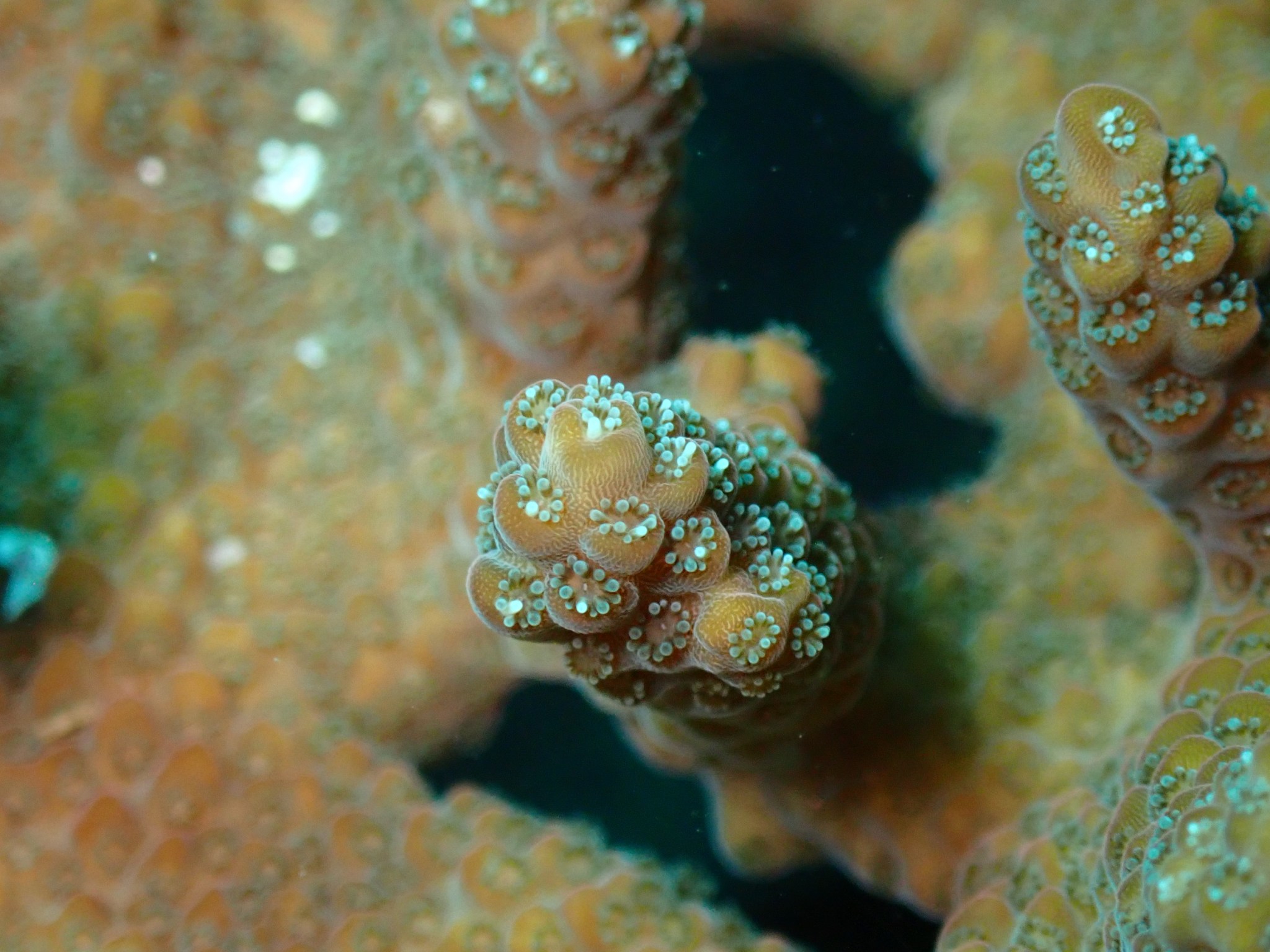 ミドリイシさん、 CE Acro Tortuosa Grape Vine いっときグリーンに偏りましたが、ブルー