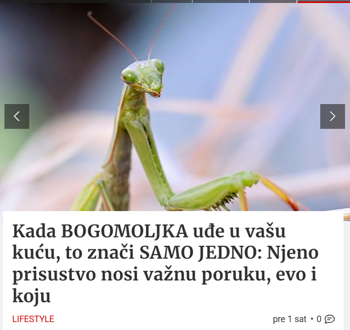 NaopakSasvim's tweet photo. znači da imate bogomoljku u kući https://t.co/TgW8icDMIV