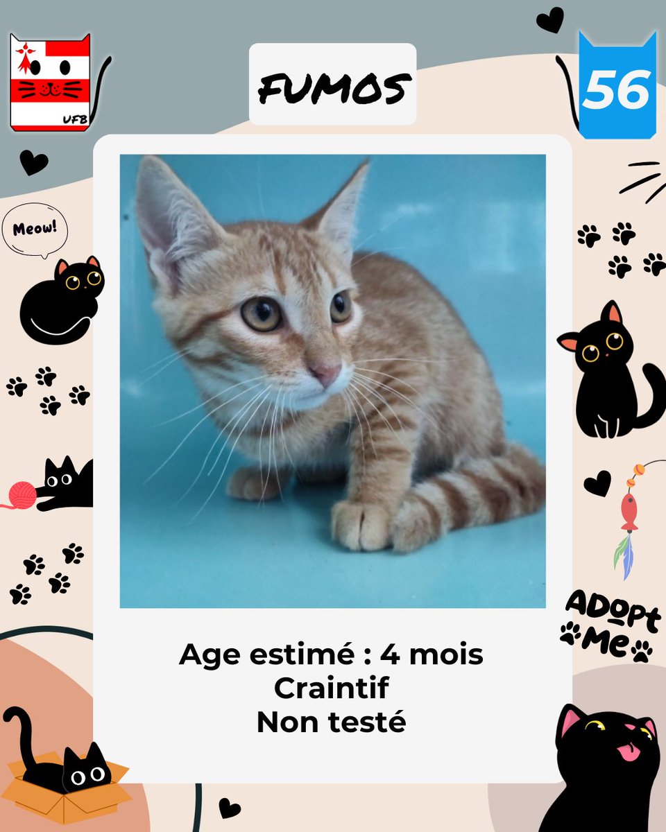 justineducern's tweet photo. Ce matin, il reste 6 chats/chatons sans aucune solution de sauvetage, nous relançons encore et encore les associations afin de nous aider pour les sortir de fourrière.
Voici leurs photos https://t.co/f5I3enA9hA