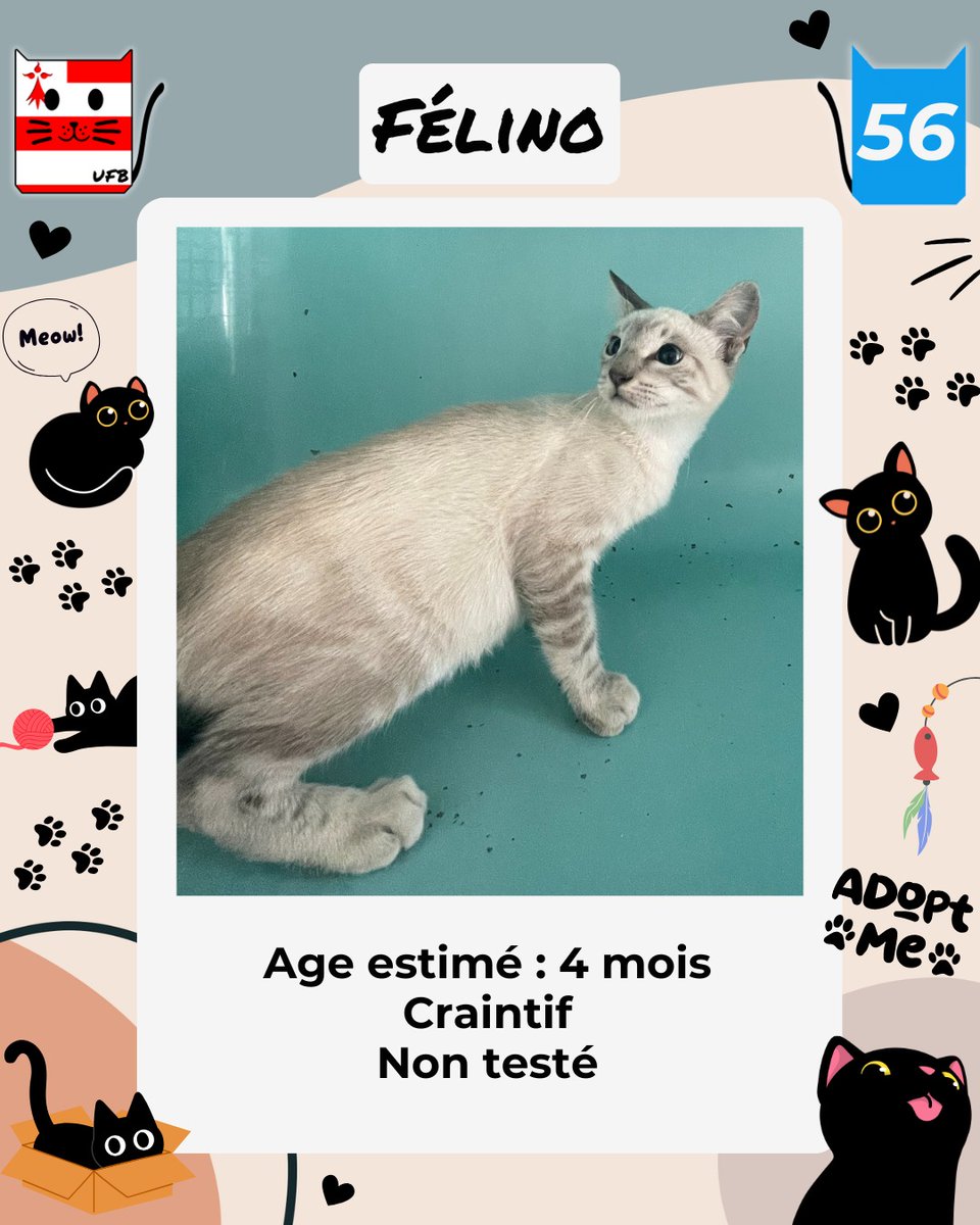 justineducern's tweet photo. Ce matin, il reste 6 chats/chatons sans aucune solution de sauvetage, nous relançons encore et encore les associations afin de nous aider pour les sortir de fourrière.
Voici leurs photos https://t.co/f5I3enA9hA