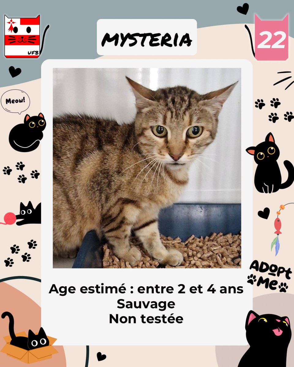 justineducern's tweet photo. Ce matin, il reste 6 chats/chatons sans aucune solution de sauvetage, nous relançons encore et encore les associations afin de nous aider pour les sortir de fourrière.
Voici leurs photos https://t.co/f5I3enA9hA