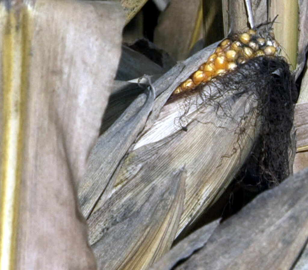 Estabilidad casi total en las cotizaciones de la Lonja de León
asajacyl.com/palencia/asaja…