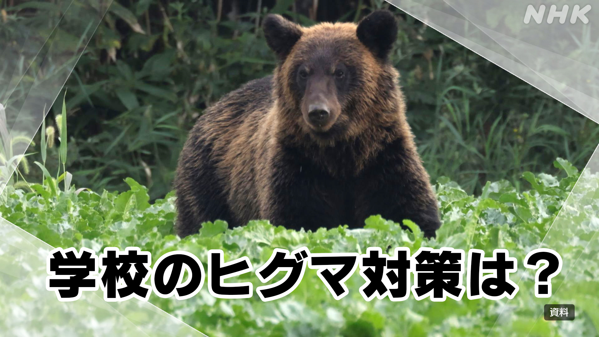 えり ピグマシリーズ 小学校1年 7月号〜翌年2月号(8ヶ月分)全量セット NHK北海道 on X: 