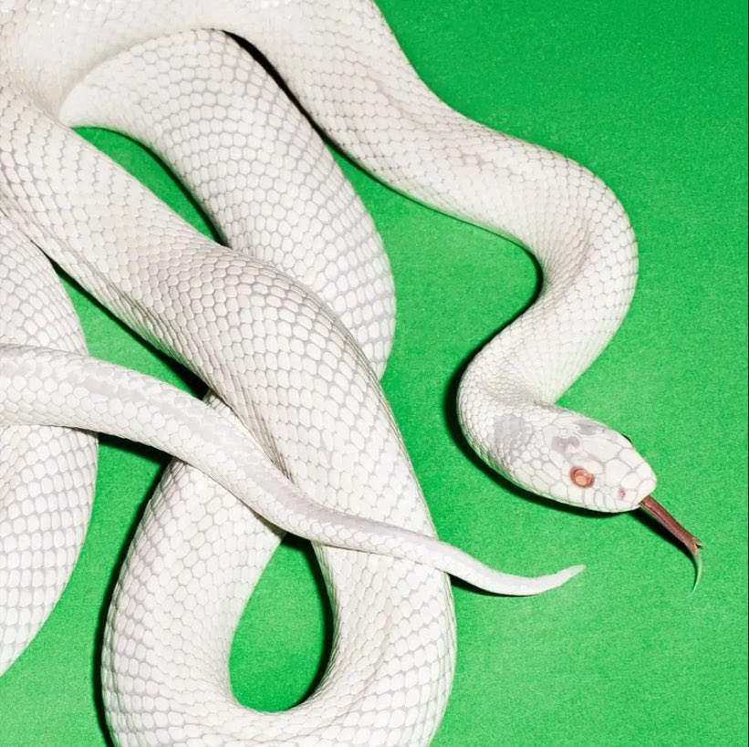 Thank you <a href="/deftones/">Deftones</a> 🥹