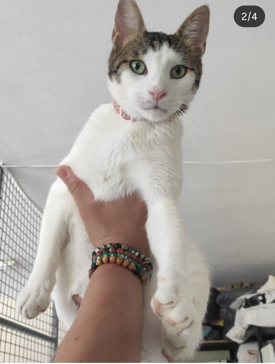 Arkadaşlar Pamir
3 bacaklı bir çocuk.
Dün İstanbul'dan Denizli'de ısrarla sahiplenmek isteyen Ebru Hanıma gitti.
Sabah geri göndermek istediğini söyledi kadın. Çünkü sabaha kadar bağırmış, diğer kedilere saldırmış.Kedi tüm gün yol çekmiş. Bilmediği bir ortmda
#kedi #yks25 #orkun