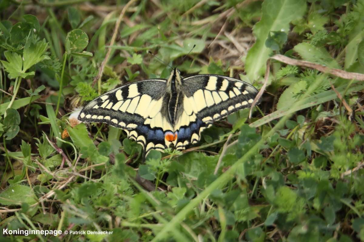 Natuurexplorati's tweet photo. Met 2 neefjes & 1 nichtje even 2daagse de #SlikkenvandeHeen. Veel Koninginnepages. Krijgen we die nu ook veel te zien in de #Zwinduinen tijdens volgende geleide wandelingen? Alle grote grazers gezien. Ook even Wisent. #insects #natuur #fauna #vlinders #butterflies #animals #mykh https://t.co/hPUUq2AjvO