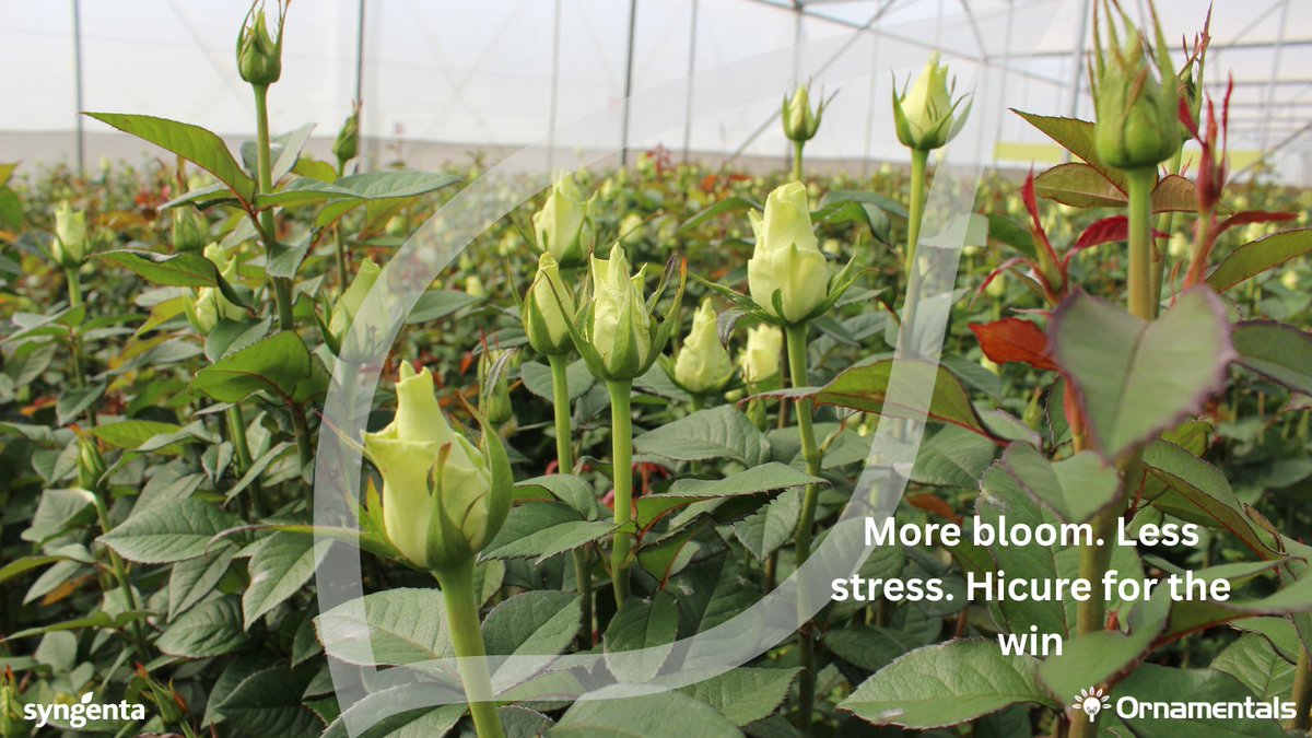 Bigger buds. Longer stems. Uniform crops. 
Hicure® is the stress reliever your flowers deserve. 
#YieldBooster #EveryFlowerCounts

Learn more: bit.ly/4lTQnRf