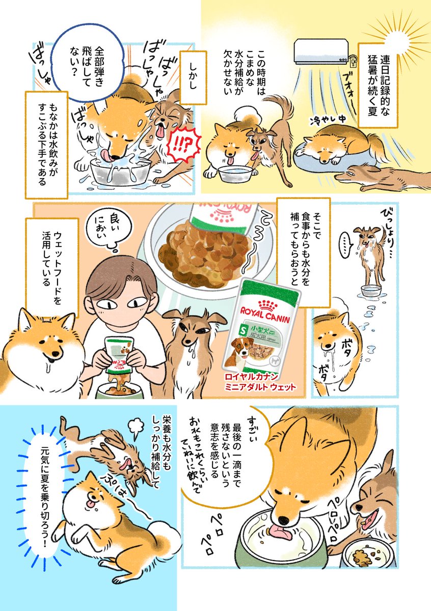 🎉ロイヤルカナン ウェットフード
 プレゼントキャンペーンのお知らせ🎉
#PR #ロイヤルカナン

🍴応募方法🍴
① <a href="/RoyalCaninJP/">ロイヤルカナン</a> をフォロー
② この投稿をリポスト🔁
締め切りは8/31(日)まで！ぜひご参加ください

まだまだ暑い夏、わが家の犬たちもウェットフードをもりもり食べて水分補給中です🐕🐕💦
