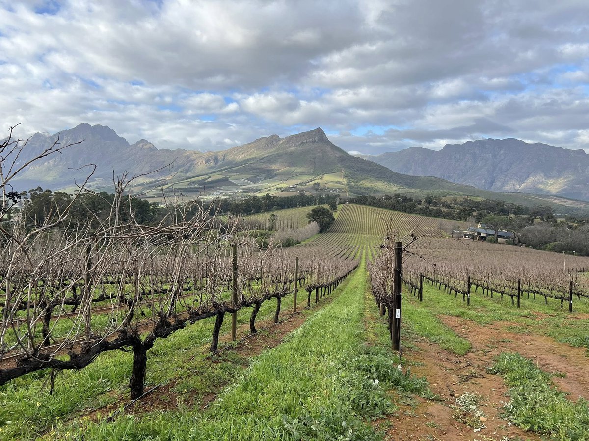 TokaraWine's tweet photo. 🍇The dramatic backdrop of the #Simonsberg is more than just beautiful scenery - it’s the foundation of our unique terroir. Every vine, every grape, every bottle carries the character of this place - powerful yet refined, shaped by nature, crafted with care. 🍷
#Stellenbosch https://t.co/0QrnzVpXuT