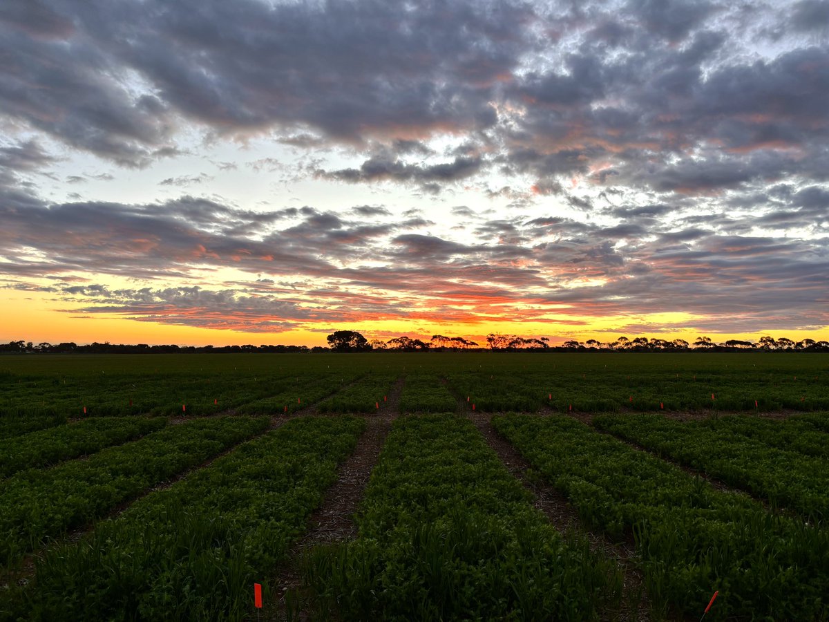 Christopher Hallion tweet media