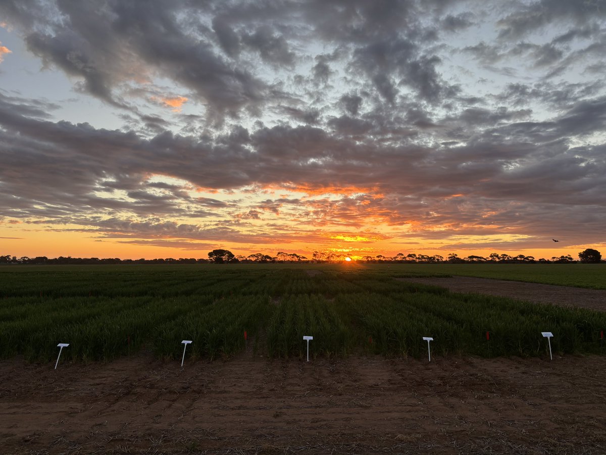 Christopher Hallion tweet media