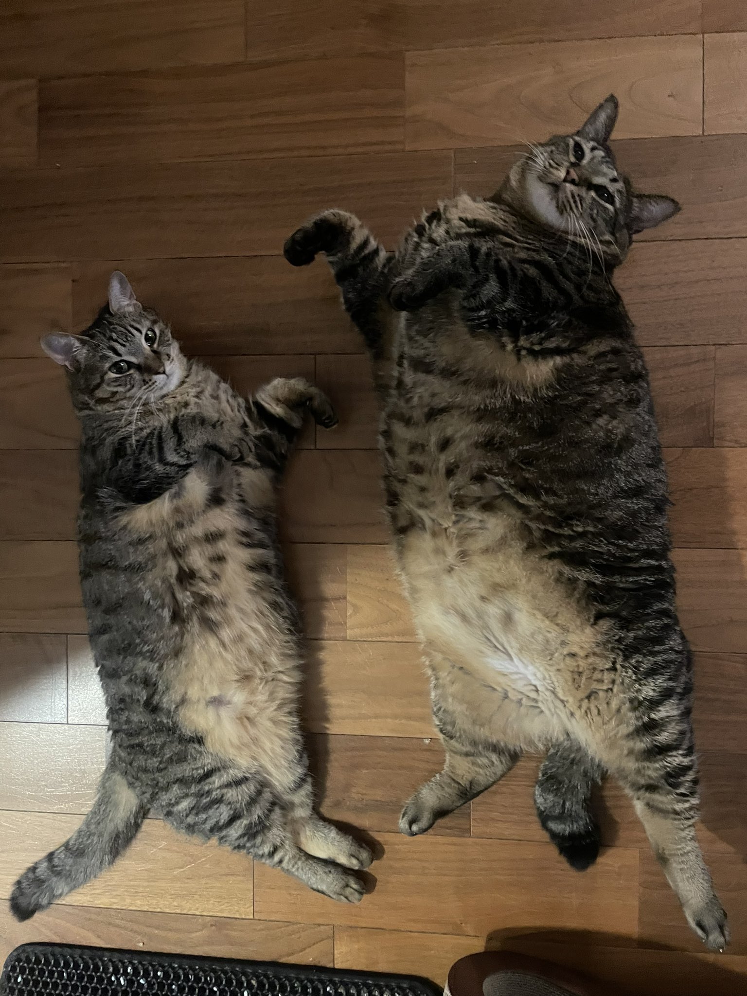 ねこ葉っぱ だっちゃんとアニキ on X: 