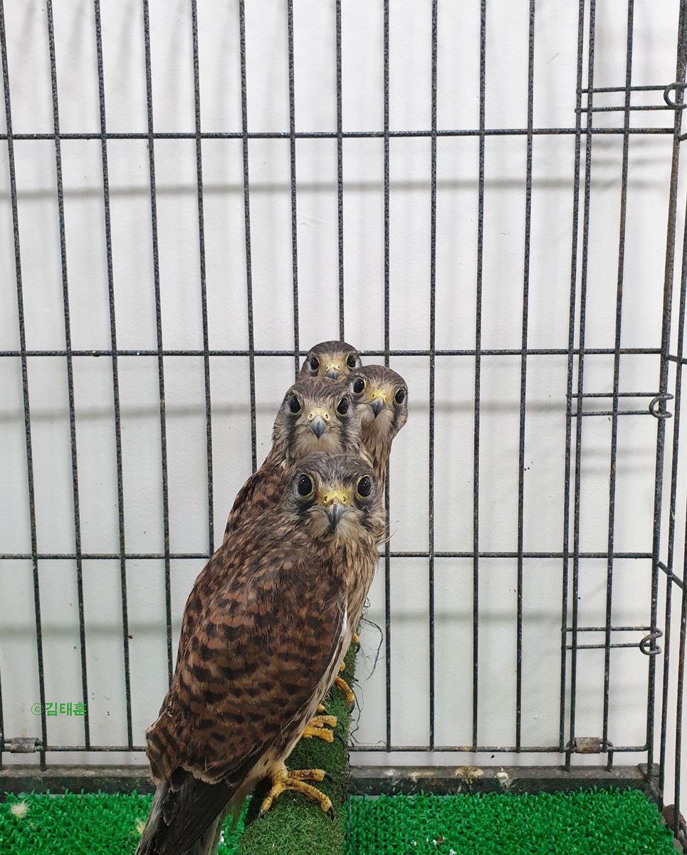 6월에 신간 출간까지 미루고 무지하게 열심히 준비했던 
출판진흥원의 제작비 지원 사업에서 
야생동물구조센터에 관한 책 제작 지원을 받게 됐다ㅎ

요 아기 새들, 지금쯤 서울의 하늘을 날고 있겠지
인간과 함께 살기 힘든 파란만장 너희들 이야기 책으로 잘 만들어줄게