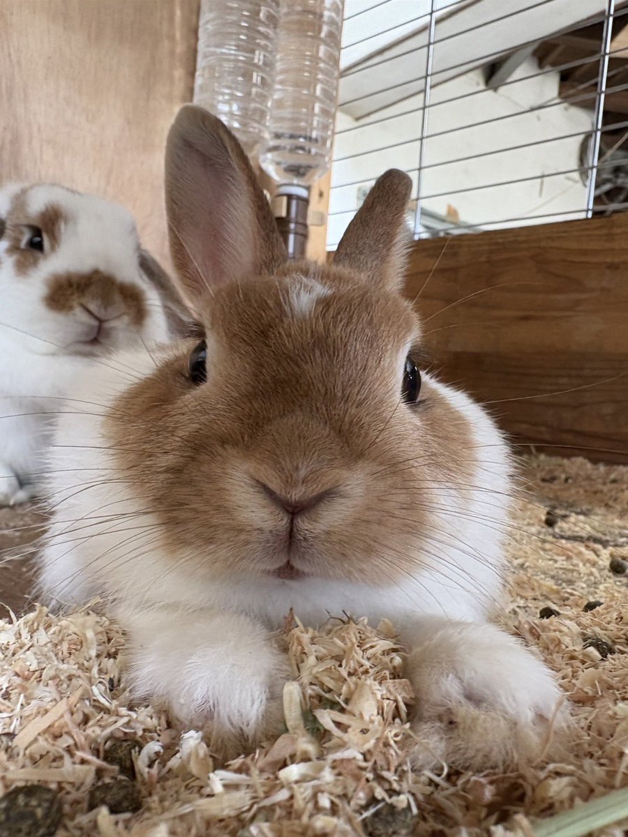 ウサギ - Search / X