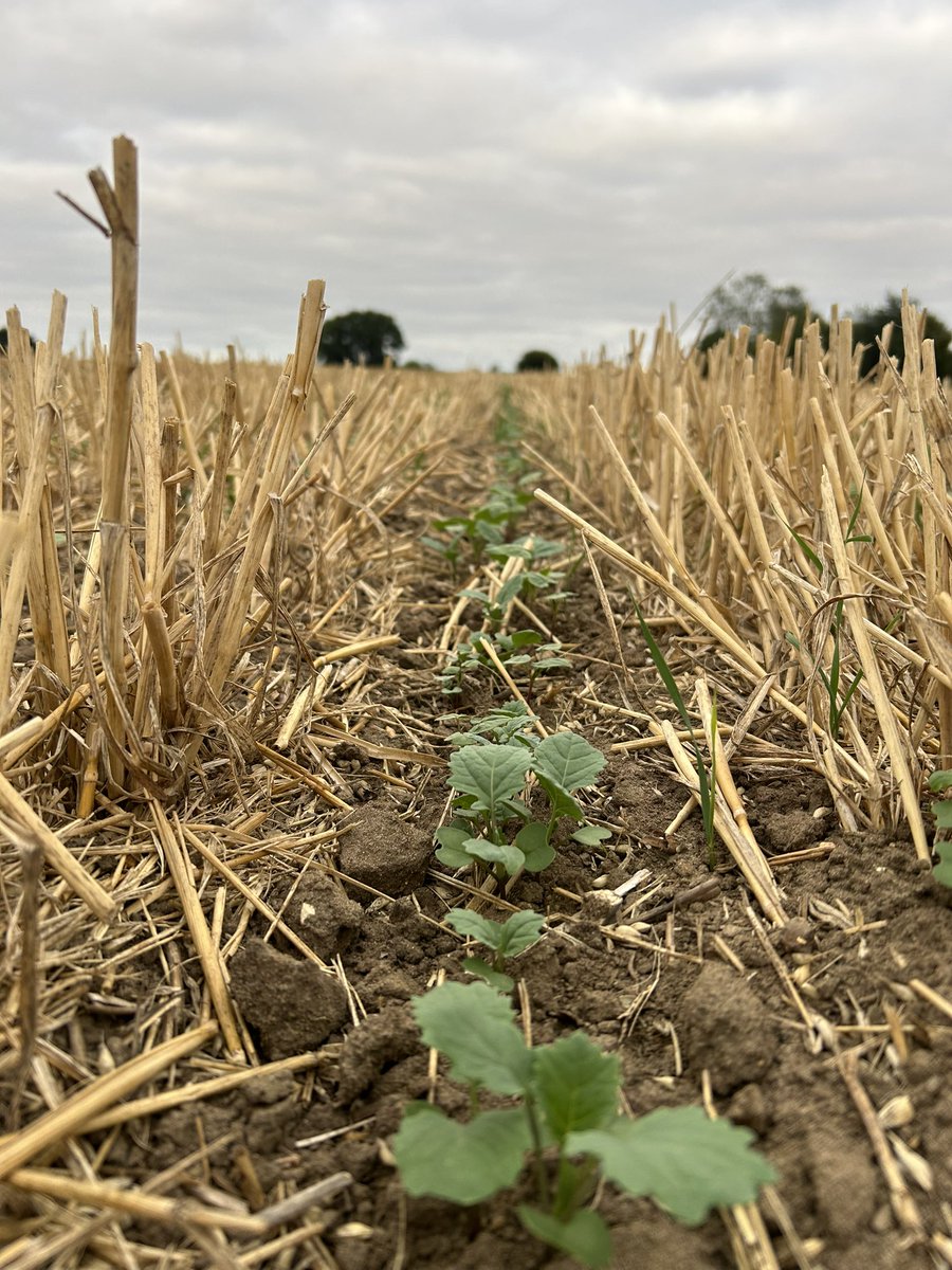 OSR 9 days difference in drilling date, looking forward to a drink next week 🤞🏼