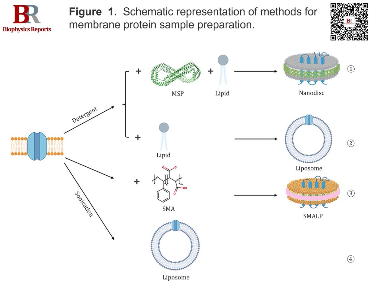 BiophysRep's tweet photo. 📢Congratulations to Yusong R. Guo on their review "Interactions between membrane proteins and lipid membrane revealed by cryoEM" published in Biophysics Reports (Online First). 
🔗https://t.co/le6mSdYptW
#MembraneProtein #ProteinLipidInteraction #CryoEM https://t.co/mUZsmAUtIr
