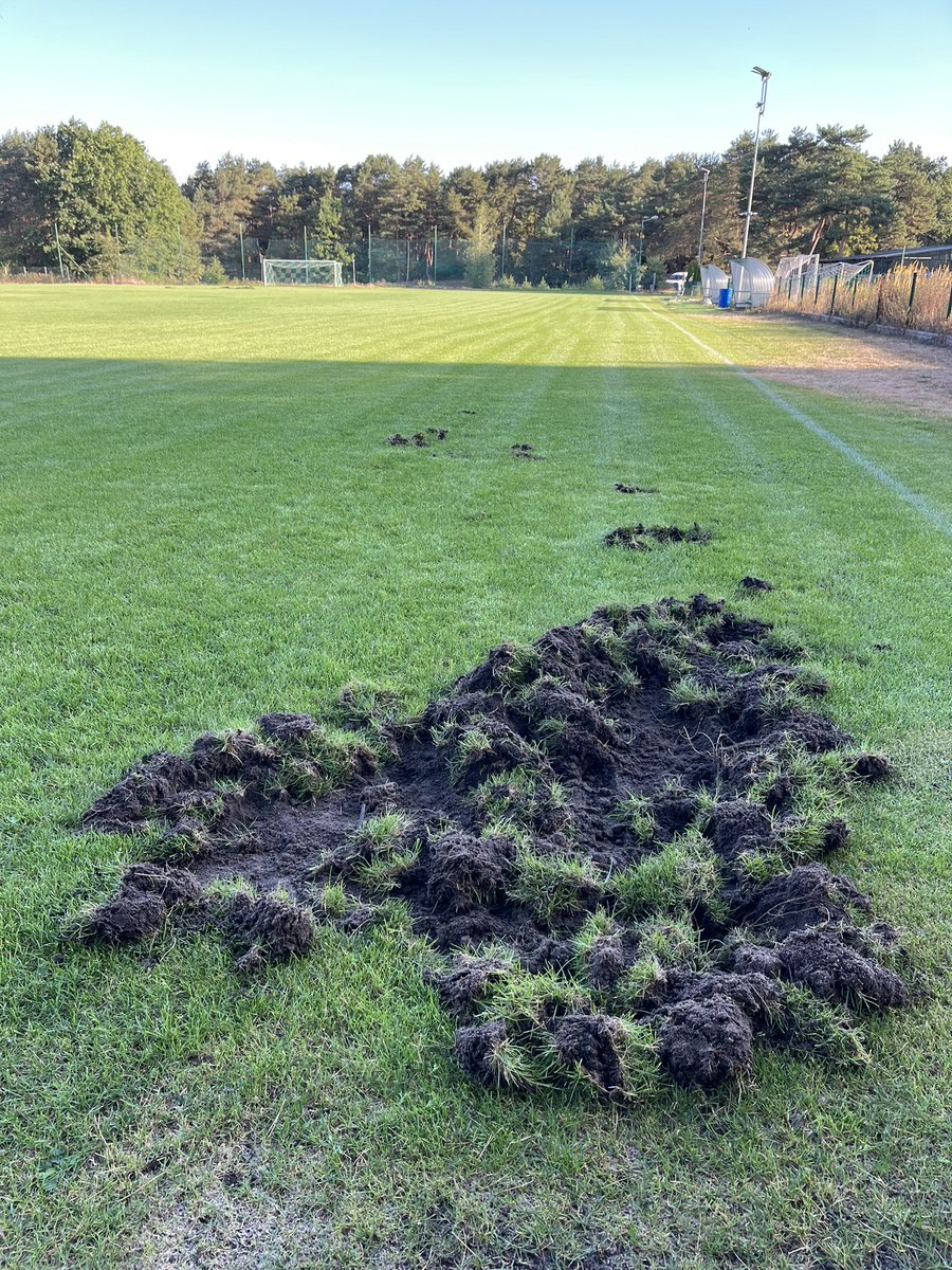 PowaoMc's tweet photo. Hej @KanalZeroNews boisko @pks_radosc w Warszawskim Wawrze zniszczone przez dziki. Kto odda? Kto naprawi? Ogrodzenie panelowe wyłamane? Mam postawić fosę i mur jak na granicy z Białorusią? @wina_Mazurka @MarcinMozdzonek 😭😭calutkie wakacje pracowałem nad poprawą jakości boiska! https://t.co/Po424ljCHf