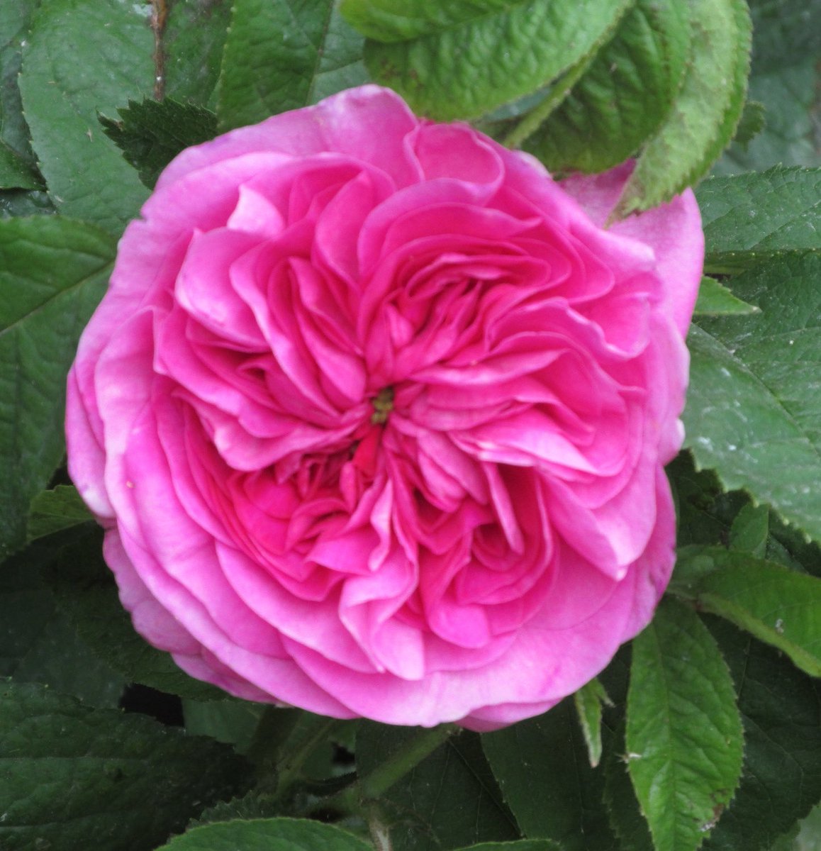 Three #roses for #PinkFriday 
‘Eustacia Vye’, English rose, ‘Moments and Memories’ Persica hybrid, ‘Louise Odier’, Old rose.
Have a good #bankholidayweekend everyone, take care.
#GardeningX #persicaroses 
<a href="/kgimson/">k gimson 🌻🐝</a>