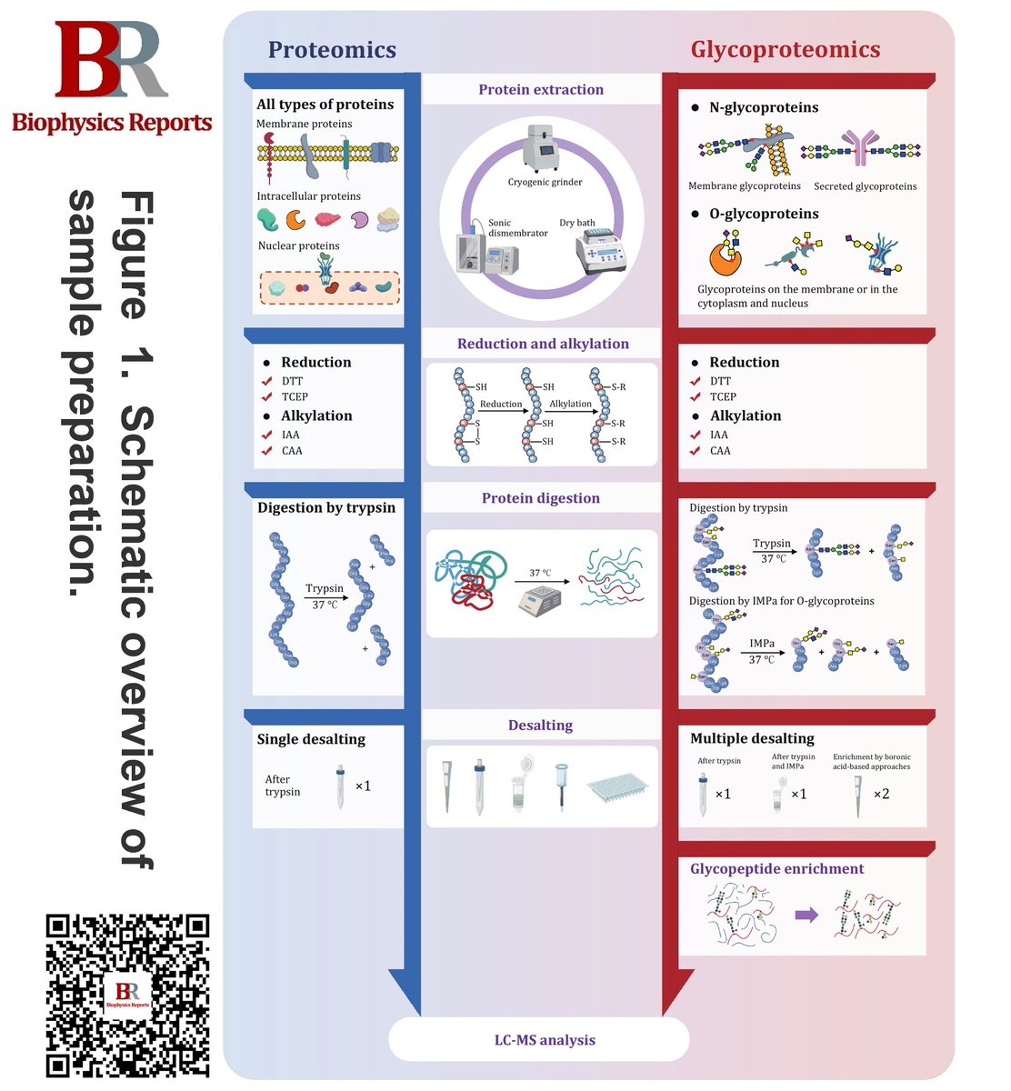 BiophysRep's tweet photo. 📢Congratulations to Weiqian Cao on their review "Recent advancements in sample pretreatment methods for glycoproteomics" published in Biophysics Reports (Online First). 
🔗https://t.co/pXRXU8y5oE
#Glycoproteomics #SamplePretreatment #EnrichmentStrategies #HighThroughputAnalysis https://t.co/UjIm3HFMP3