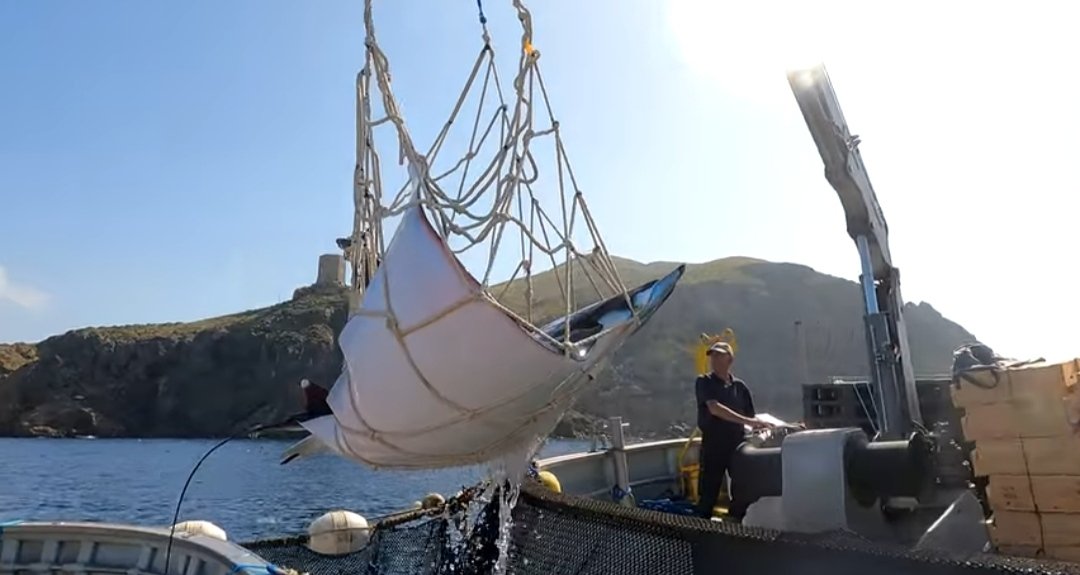 azohiaenpeligro's tweet photo. La Almadraba de La #Azohía, #ANSE y #WWF tienen un convenio con el objetivo de reducir la mortalidad de especies en peligro. Más de 30 #mantarrayas se han marcado y liberado en la #Almadraba de #LaAzohía (#Cartagena), un hito.

Link video ♥️🐼:
https://t.co/5OwEfMuTPO https://t.co/mZ1jvqEbPb