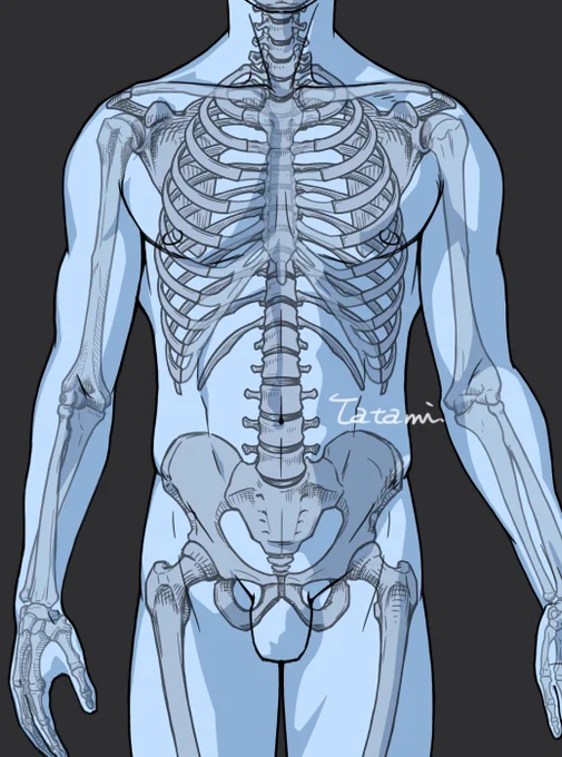 男性の上半身の骨格スケッチ。

脊柱からリメイク。
椎骨をきちんと描くと、やはり納得感がある。
見えない部分を誤魔化すと違和感が残りやすい。
精進します。 