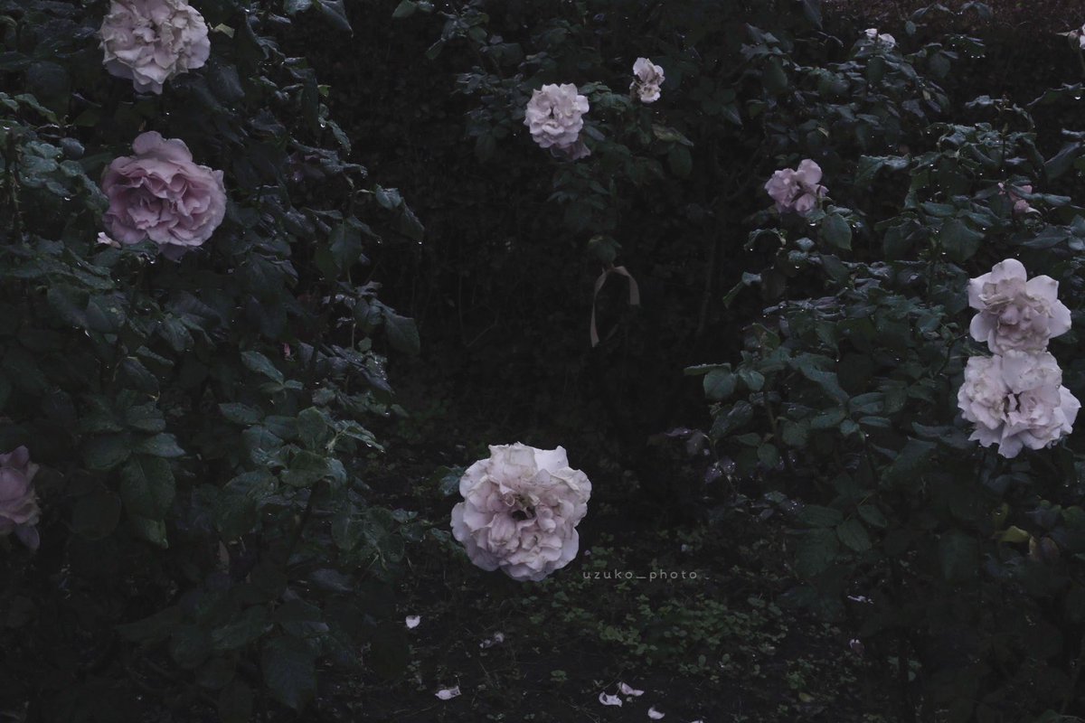 うずこ🐇 𝓤𝔃𝓾𝓴𝓸 (@uzuko_photo) on Twitter photo 