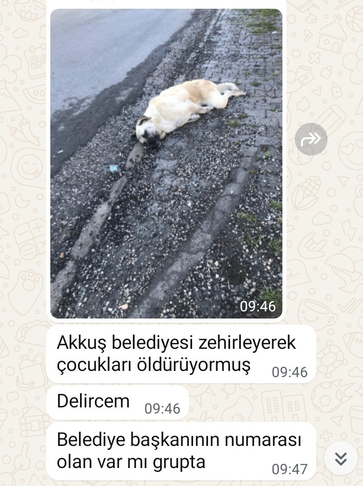 Tame Impala 🦅 ރ (@_elbarrio__) on Twitter photo Müslüman AKP'nin Ordu - Akkuş belediyesi, masum hayvanları zehirleyerek katlediyor...
<a href="/isademirci5/">İsa Demirci</a>
#TürkiyedeKatliamVar Müslüman AKP'nin Ordu - Akkuş belediyesi, masum hayvanları zehirleyerek katlediyor...
<a href="/isademirci5/">İsa Demirci</a>
#TürkiyedeKatliamVar