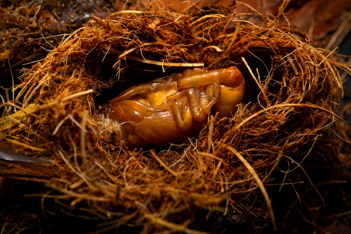 Rhynchophorus ferrugineus
📷：Canon Eos 5D Mark III  
lens：EF24-70mm f/4L IS USM    

Date：2025.08.19