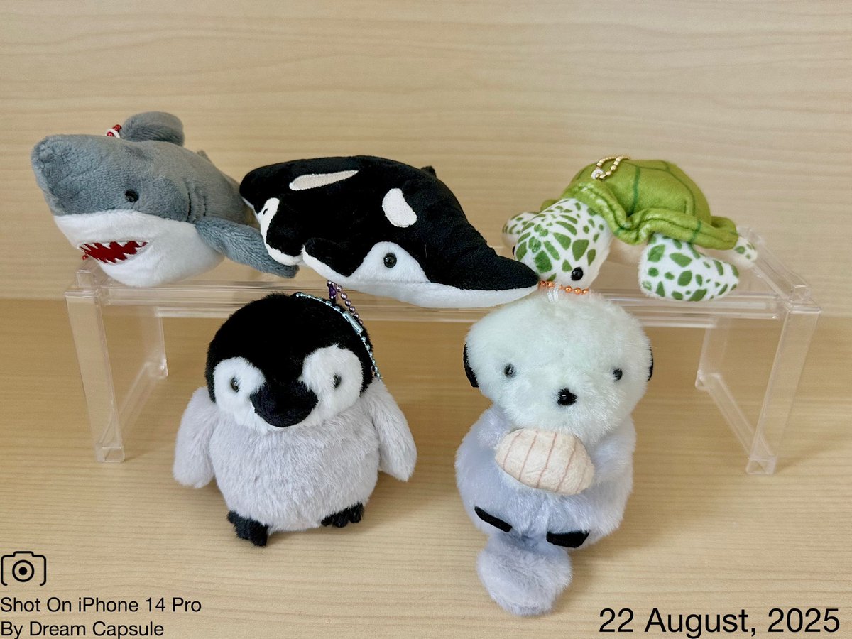 🌟新入荷ガチャ商品プレゼントCP🌟

人気シリーズの第3弾が登場！🦈
「かわいい かわいい ぬいぐるみ〜水族館のいきもの3〜」

フォロー&amp;RP(RT)していただいた方の中から抽選で2名様に全5種セットをプレゼント🎁
ドリカプへの入荷日とキャンペーン詳細は↓

#ドリームカプセル #ガチャ専門店