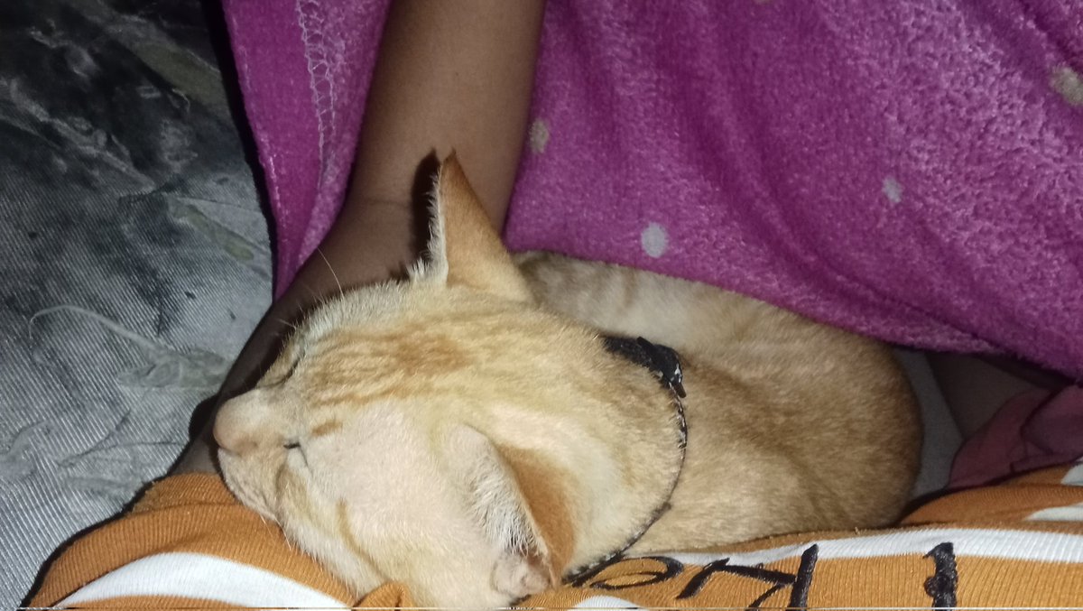 MUEYLINZ1's tweet photo. Saying my last goodbye to you on August 21, 2025. Goodbye, little kitten. Thank you for being born and letting me raise you. Thank you for being with me until you were 5 years old. I'm sorry I didn't take good care of you. https://t.co/TXUfRgKsKl