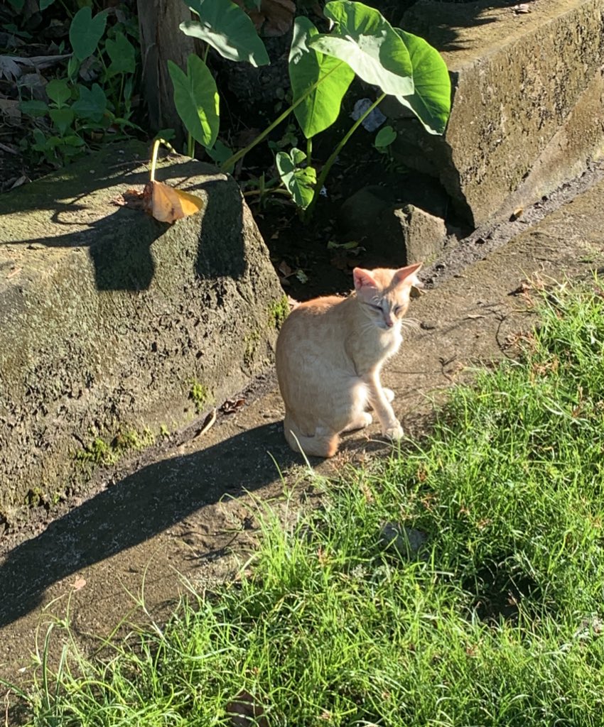 aylabcats's tweet photo. August. https://t.co/VVzDzciqsn
