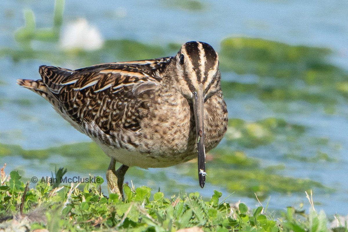 Alan's Birds and Wildlife Images (@alanmccluskie) on Twitter photo #Snipe wonderful close up views of this stunning bird <a href="/slimbridge_wild/">Slimbridge Sightings</a> #glosbirds
<a href="/waderquest/">Wader Quest</a> #thephotohour #Snipe wonderful close up views of this stunning bird <a href="/slimbridge_wild/">Slimbridge Sightings</a> #glosbirds
<a href="/waderquest/">Wader Quest</a> #thephotohour