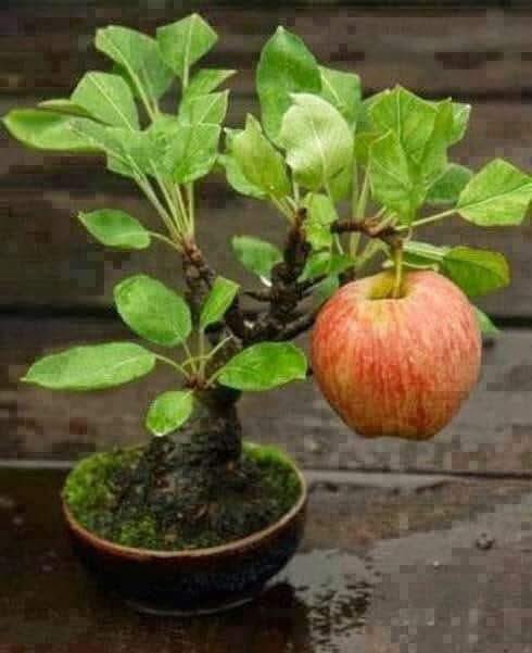 O´lmak icin “yerim dar” 
dememiş;
O´lmuş…
O´l deyince olduran 
Allah’ımız var… (!)

#hayirlicumalar  ✨ 🇹🇷 🕊️