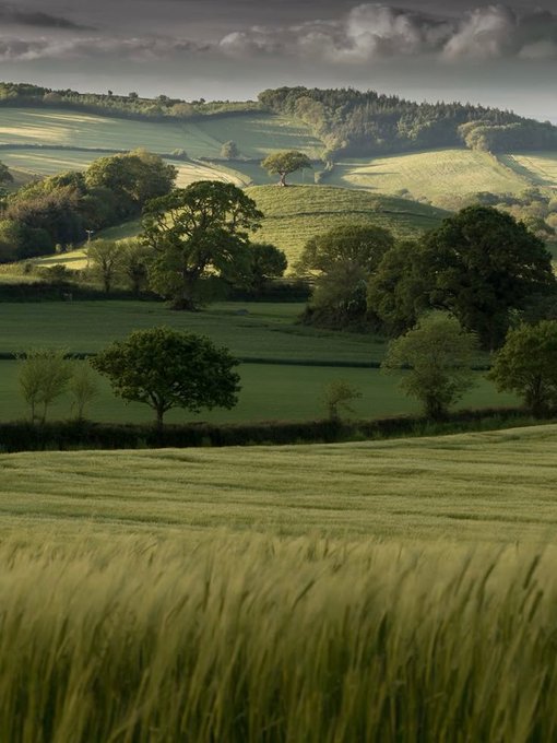 Photography via my dream in green 