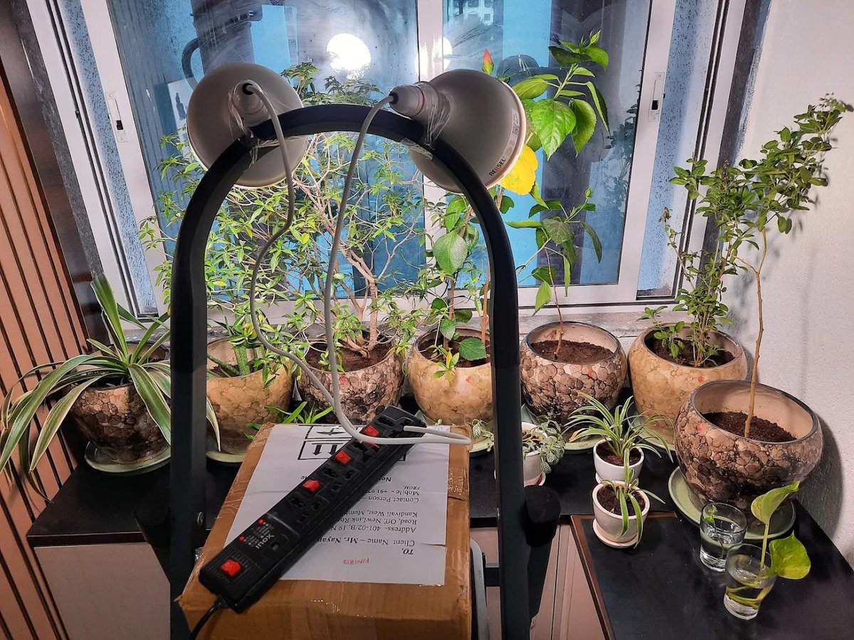 NexselT's tweet image. 🌱 Client Success 🌱

With Nexsel full-spectrum grow bulbs, Mr. Nayan’s plants are glowing, thriving &amp;amp; growing like in real sunlight. ✨🌿

#GrowLights #IndoorPlants #NexselTech