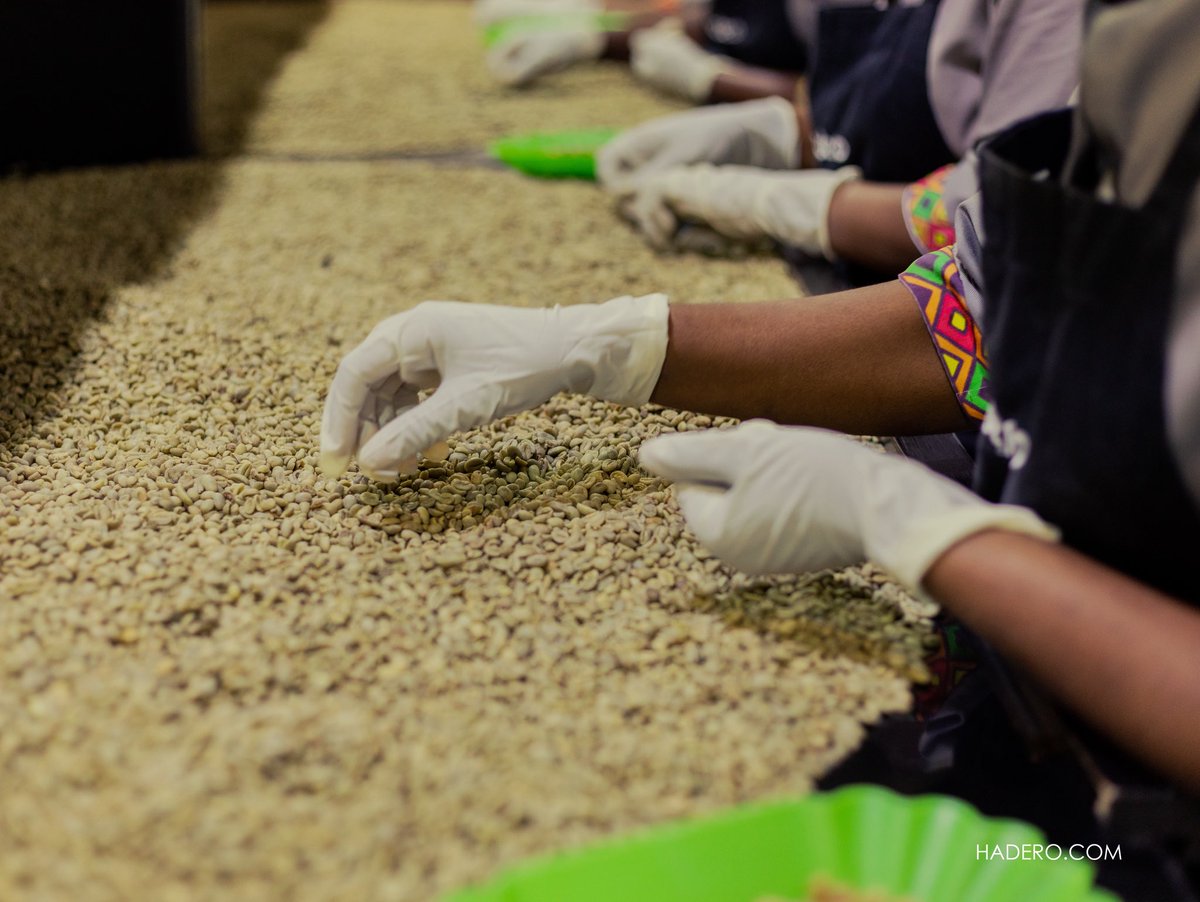 Hadero Coffee Company tweet media