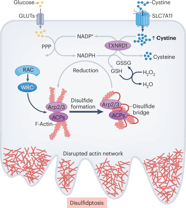 NatRevMCB's tweet photo. New Online! Redox-driven cell death by disulfidptosis and its therapeutic potential https://t.co/aC23TsmwBD https://t.co/EGZNTBziVQ