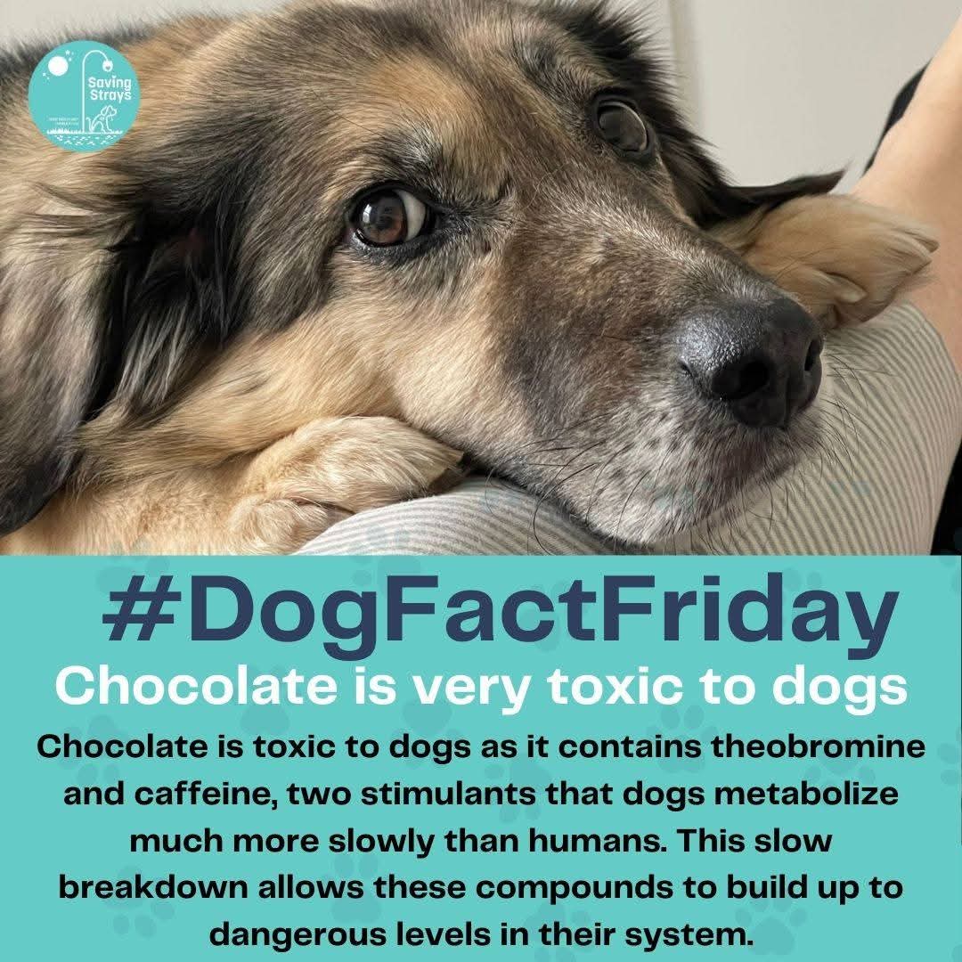 SavingStraysUK's tweet photo. small dogs. Call your vet immediately if your dog eats chocolate taking the packaging with you.  Remember to keep chocolate out of the reach of your companion.

BECAUSE EVERY SINGLE LIFE MATTERS

 #dogfactfriday #dogfact #dogfacts #dogfactsdaily #fypシ゚viralシ #chocolatelover https://t.co/axMpVV3n2w