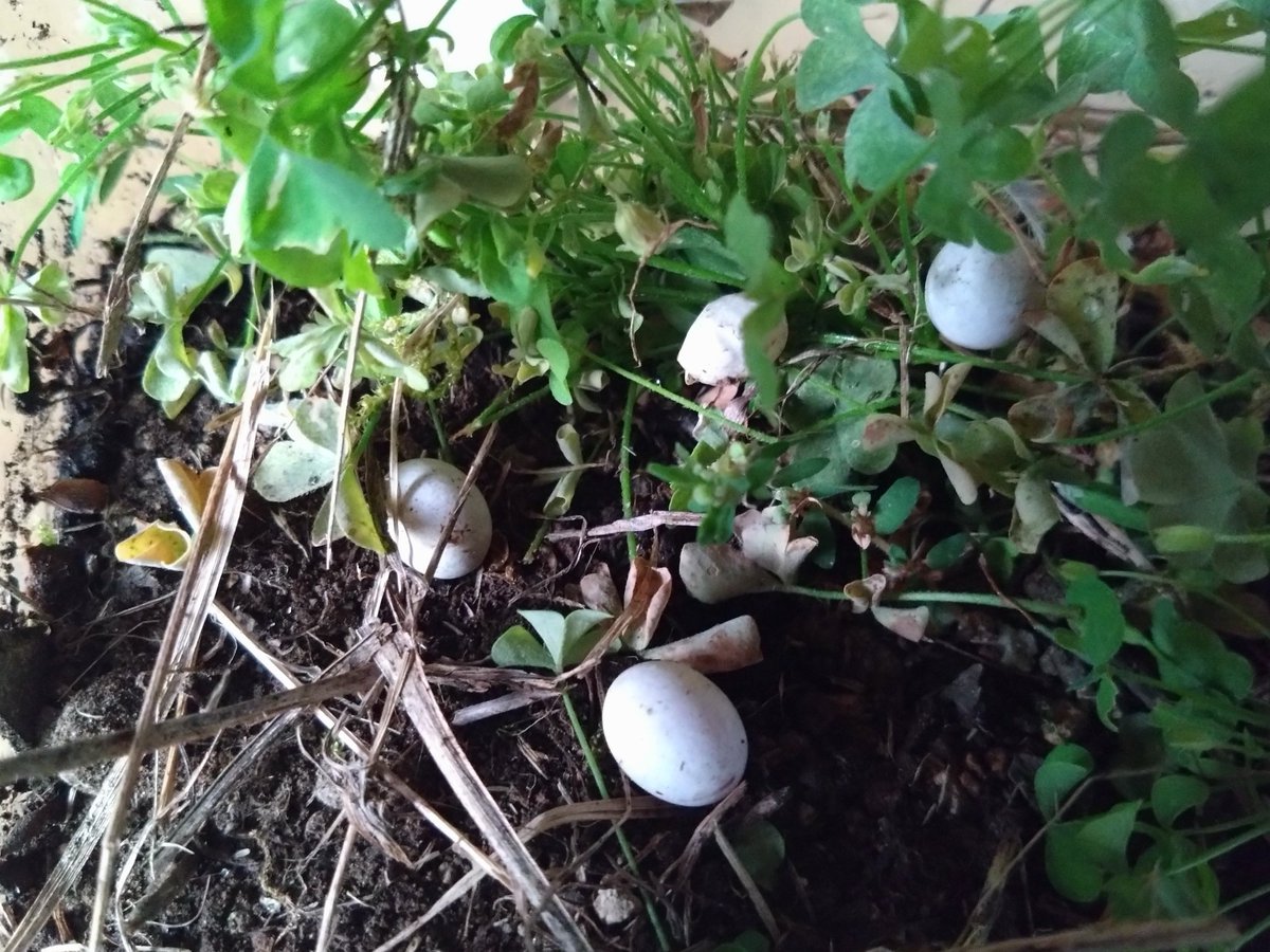 仕事中(荷物を降ろして貰ってる)所、草むらを散策していると…カナヘビ発見🎵

追いかけてると…

隠れたっぽい所に沢山のタマゴを発見‼️‼️‼️

カナヘビのタマゴ⁉️

とりあえず、数個を申し訳ないけど持ち帰り…

孵化させてみる‼️

カナヘビなのかはわからないけど(笑)