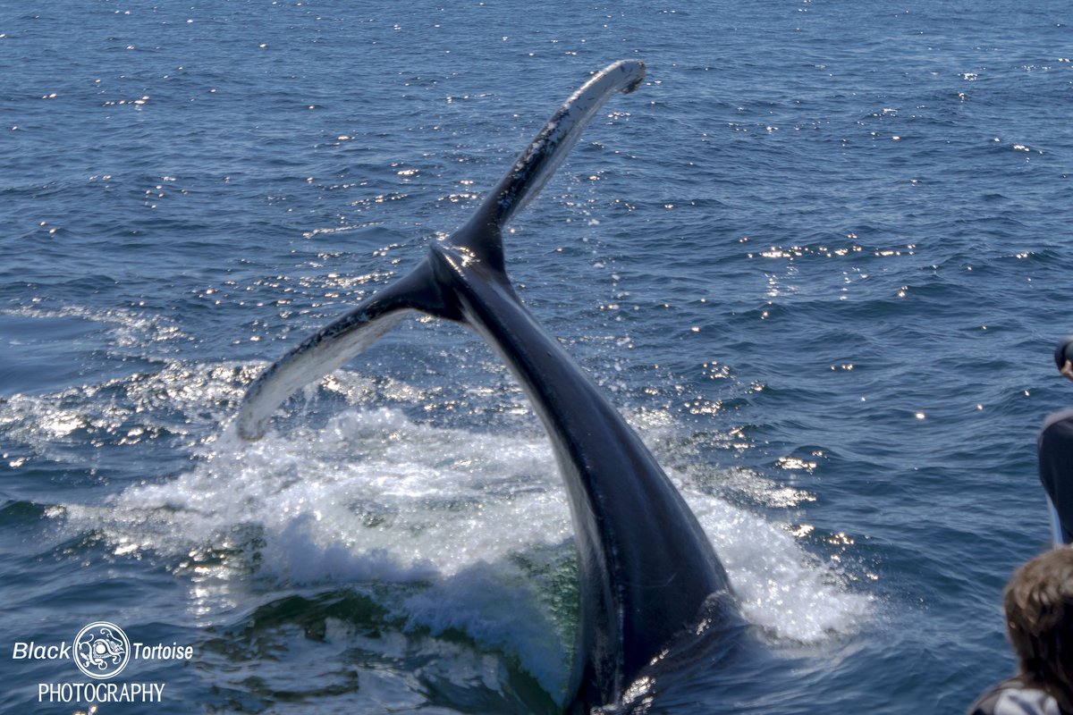 鲸鱼甩你一个大逼兜