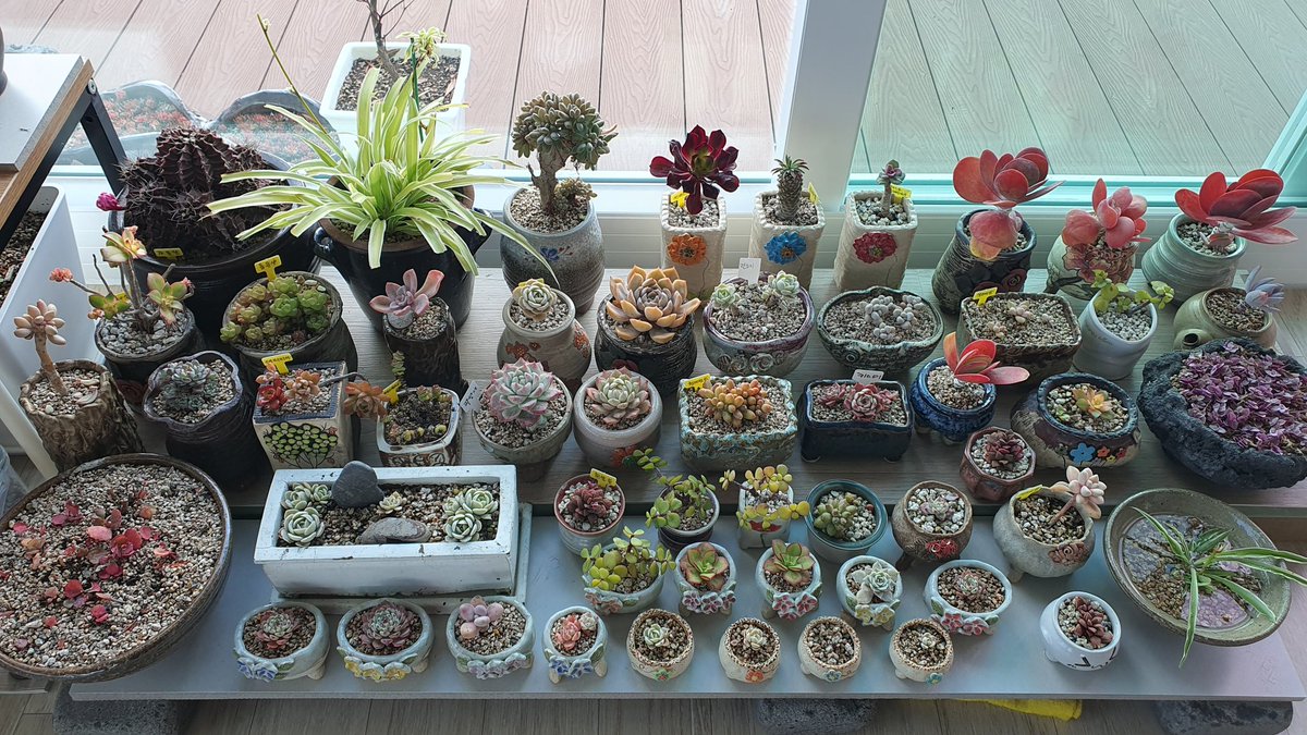 somiso86's tweet image. 이건 뭐~~
신랑보다 더  귀하게 키우고 있다는 #다육이
근데 자세히보니 그럴만도 하네.
나도 모르게 고개가 끄덕끄덕~^^