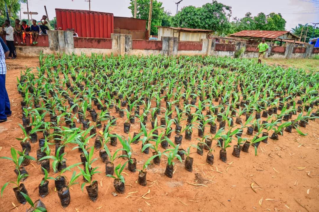 ⌾⌘ (@ohiss_) on Twitter photo In a transformative move for Benue’s agricultural landscape, Governor Hyacinth Alia (<a href="/HyacinthAlia/">Fr. Hyacinth Iormem Alia</a> ) has unveiled the game-changing Tenari Oil Palm Seedlings at the NUJ State Congress held at the NUJ House in Makurdi.
These improved Tenera Oil Palm seedlings hold the key to In a transformative move for Benue’s agricultural landscape, Governor Hyacinth Alia (<a href="/HyacinthAlia/">Fr. Hyacinth Iormem Alia</a> ) has unveiled the game-changing Tenari Oil Palm Seedlings at the NUJ State Congress held at the NUJ House in Makurdi.
These improved Tenera Oil Palm seedlings hold the key to