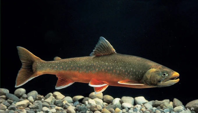 Stonefishweirs's tweet photo. Used seasonally, stone fish weirs we're focused on catching anadromous species salmon are & can migrate long distances up rivers to spawn. Stone #fishtraps are focused on the capture of seasonal salmon (Oncorhynchus sockeye,Chum,Pink etc.) and Arctic char (salvelinus alpinus).3/6 https://t.co/TflMVOGdaM
