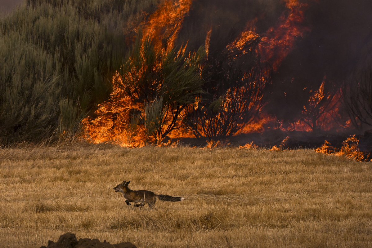 Marcoslrua (@marcoslrua) on Twitter photo Zorro huyendo despavorido por los incendios forestales de Ourense.
Foto de <a href="/brais_lorenzo/">Brais Lorenzo</a>
x.com/brais_lorenzo/… Zorro huyendo despavorido por los incendios forestales de Ourense.
Foto de <a href="/brais_lorenzo/">Brais Lorenzo</a>
x.com/brais_lorenzo/…