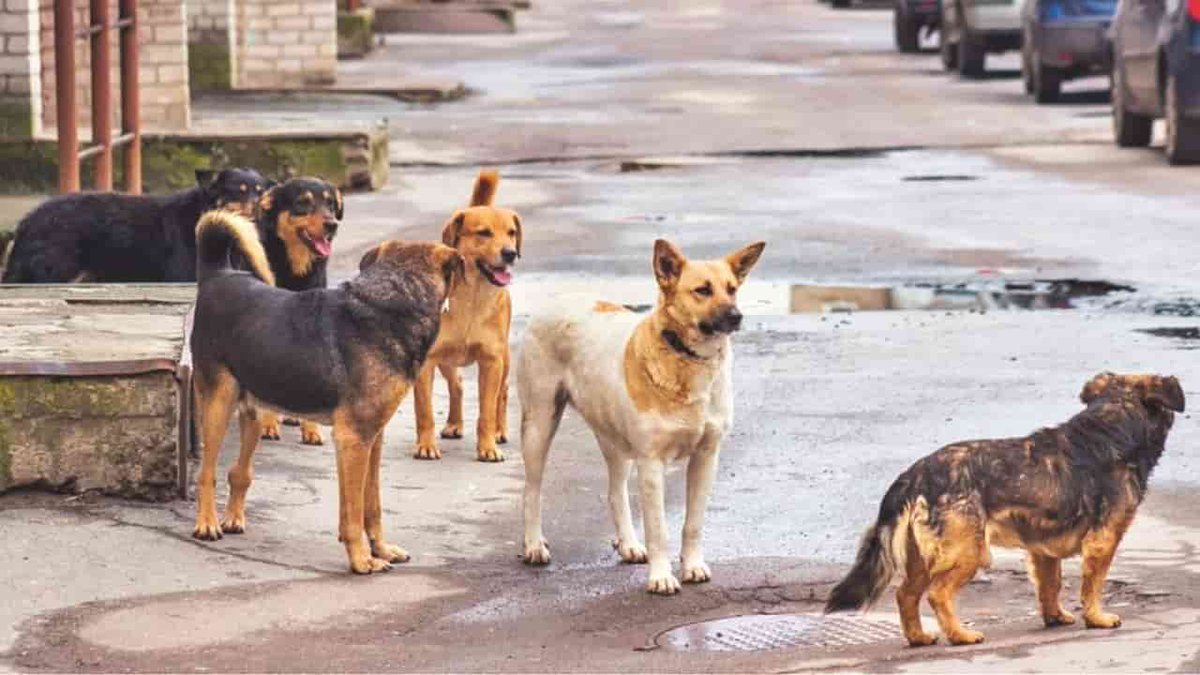 <a href="/PMOIndia/">PMO India</a> <a href="/rashtrapatibhvn/">President of India</a>  <a href="/MoHUA_India/">Ministry of Housing and Urban Affairs</a>  Verdict Delivered! Stray dog cases get urgent hearings, while #Supertech homebuyers wait endlessly. Justice delayed, hopes crushed. Why are animals prioritized over thousands of families still without homes?