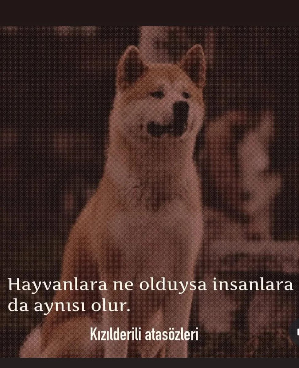 Onlara yaptığınız her kötülük hayatınızı berbat hale getirsin🤲🏻 
Hayvanlara muhtaç kalmanız dileğiyle...
Hadi hayırlı cumalar☺️