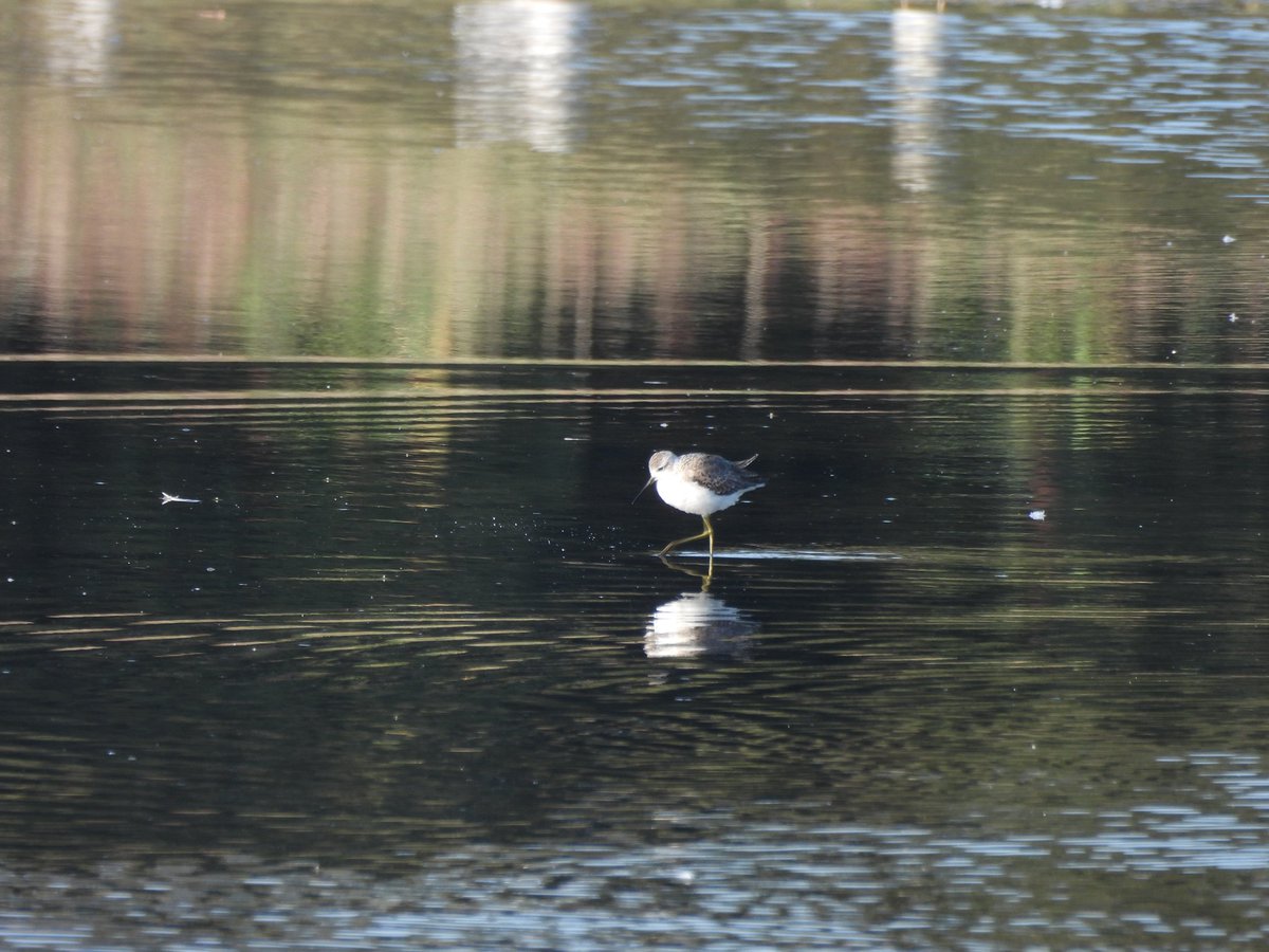 TimNobby's tweet image. Black hole marsh, Seaton Wetlands, Devon. Marsh Sandpiper found by Phil A this morning and a Little Stint.