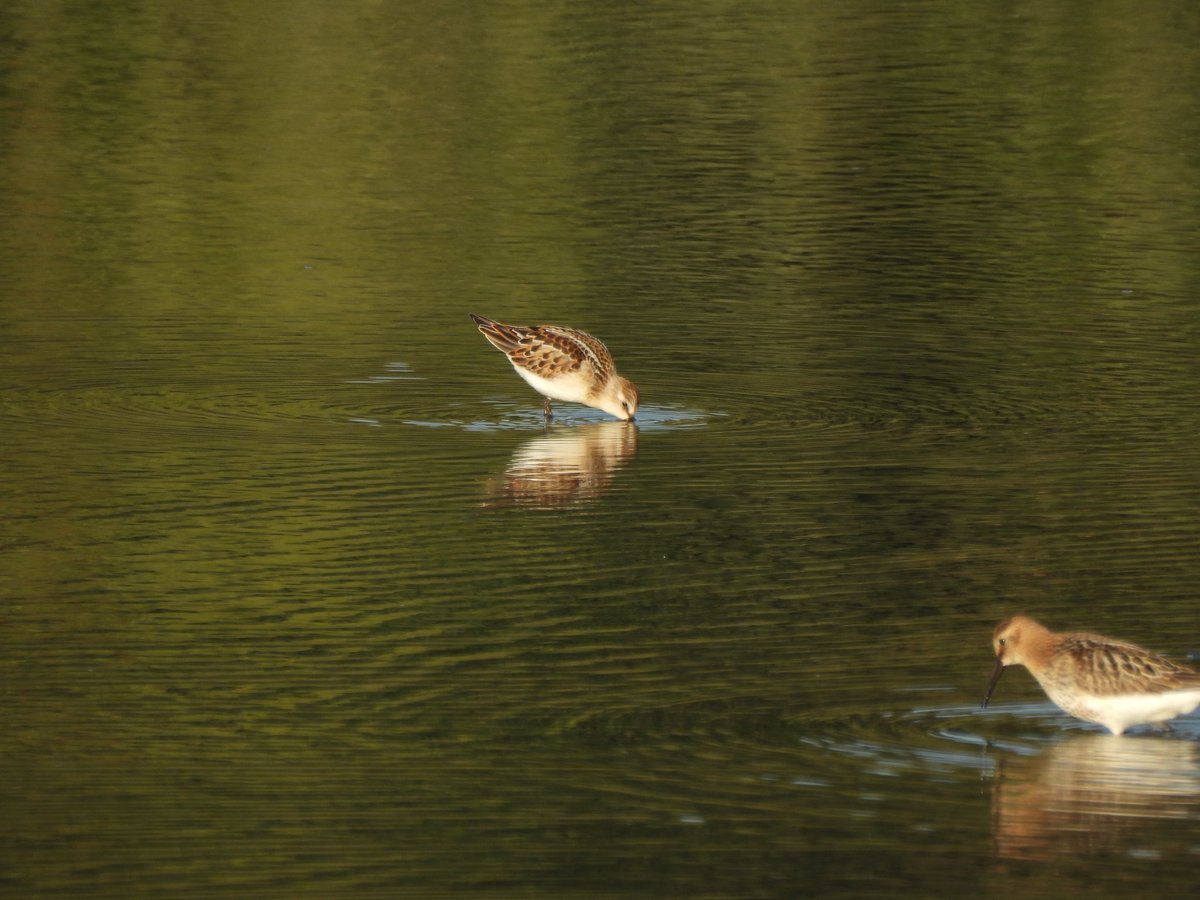 TimNobby's tweet image. Black hole marsh, Seaton Wetlands, Devon. Marsh Sandpiper found by Phil A this morning and a Little Stint.