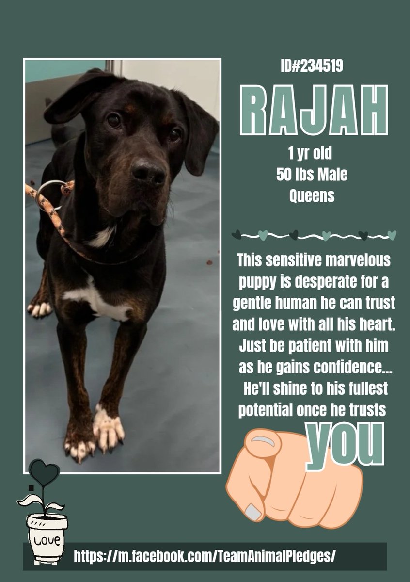 Samantha (@samj_jane) on Twitter photo 🐕#Adoptme New intake Rajah 1yr 234519 #QACC
Adorable sensitive friendly young lad Who looks like he has some #Rottie in him is looking 4 a kind patient person 4 slow intros training plenty of TLC Dm <a href="/CathyPolicky/">Cathy Policky</a> #FostersSaveLives #Pledge4rescue nycacc.app/browse/234519 🐕❤️🙏 🐕#Adoptme New intake Rajah 1yr 234519 #QACC
Adorable sensitive friendly young lad Who looks like he has some #Rottie in him is looking 4 a kind patient person 4 slow intros training plenty of TLC Dm <a href="/CathyPolicky/">Cathy Policky</a> #FostersSaveLives #Pledge4rescue nycacc.app/browse/234519 🐕❤️🙏
