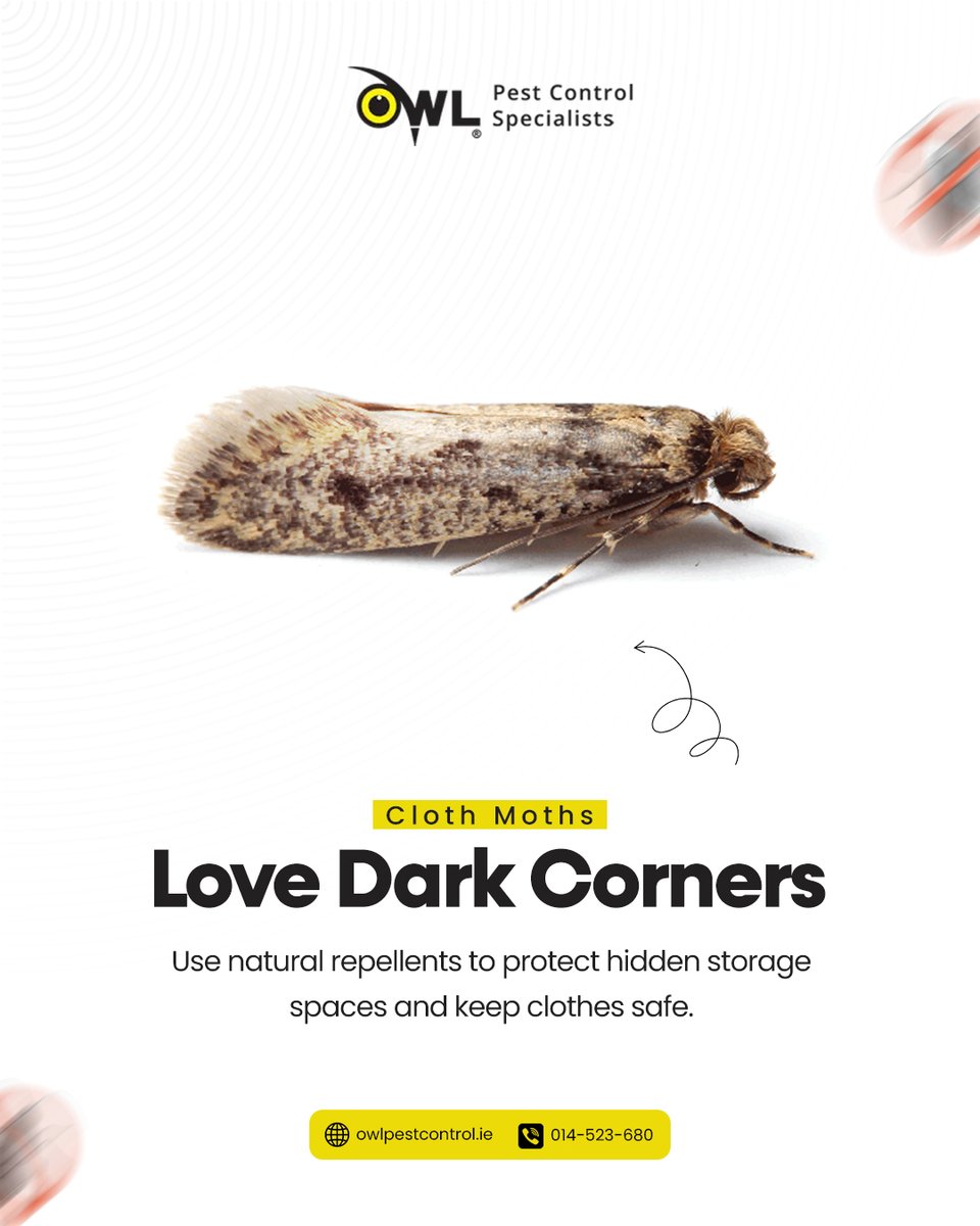 owlpestcontrol's tweet photo. 🦋 Cloth moths hide in dark corners and quietly damage your clothes.👕👗

Keep your wardrobe safe with proven solutions. ✅

🌐 https://t.co/tfVjowe2X4
📞 014-523-680
#clothmoths #mothcontrol #wardrobeprotection #owlpestcontrol #pestcontrol #ireland https://t.co/CtkTH7ekyq